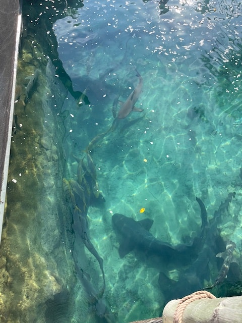 Discovery Cove Orlando: Perfect Guide for 2025 5 Panoramic view of Discovery Cove’s lush tropical landscaping and clear swimming areas. Discovery Cove Orlando