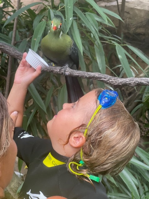 Discovery Cove Orlando: Perfect Guide for 2025 6 Child feeding exotic birds in the lush, walk-through aviary at Discovery Cove. Discovery Cove Orlando. Things to Do Discovery Cove.