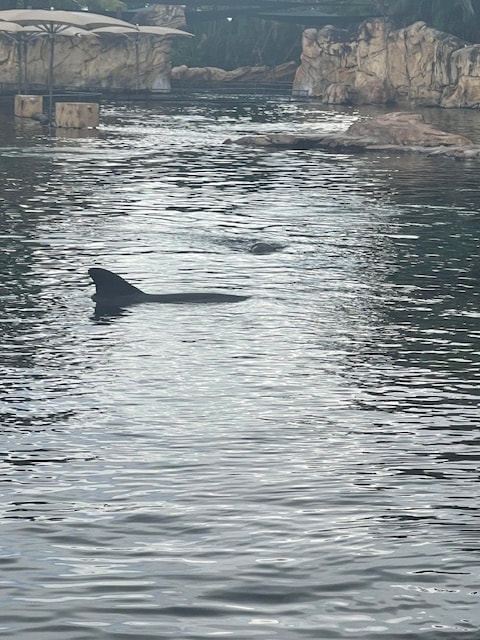 Trainer guiding a dolphin as it leaps out of the water during an interactive session. Discovery Cove Orlando. Things to do Discovery Cove. Discovery Cove with Kids.