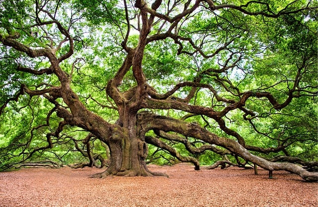 oak tree, tree, huge, old, charleston, nature, branches, green nature, green tree, green natural, green old, oak tree, oak tree, tree, tree, tree, tree, tree