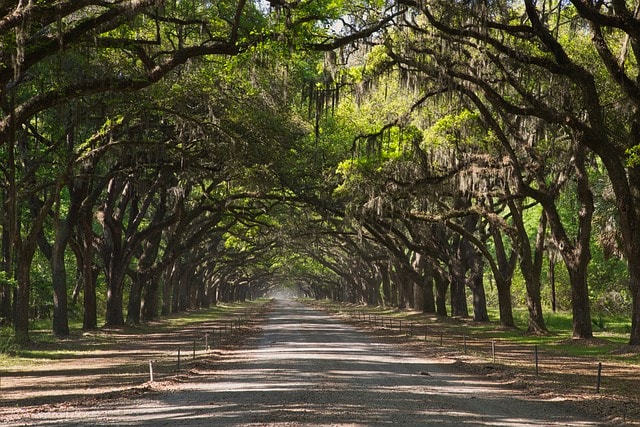 forest, trees, road, path, avenue, park, landscape, nature, countryside, tourism, savannah, georgia, chatham, uk, georgia, georgia, georgia, georgia, georgia, chatham