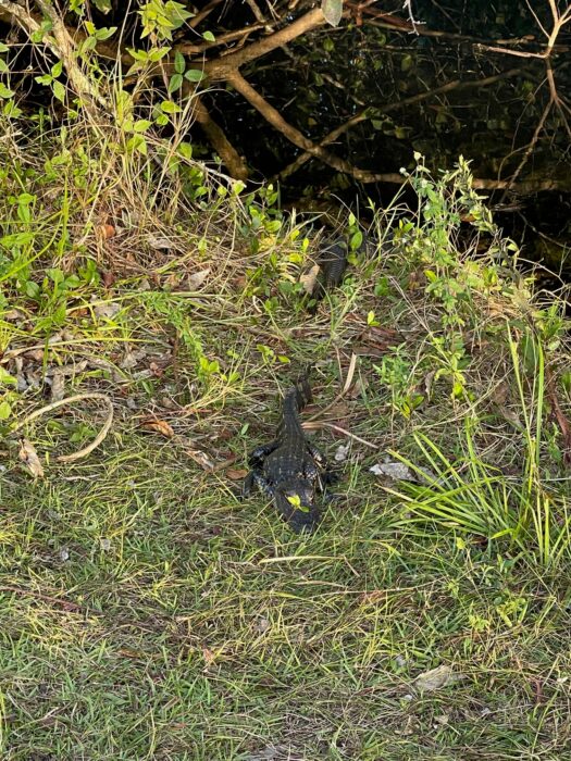 Alligator viewing along the road in the everglades