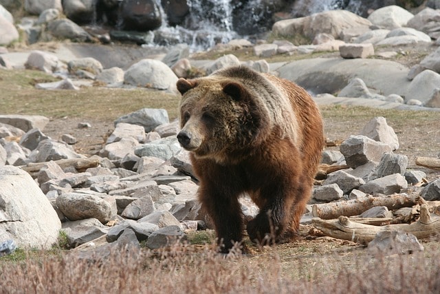 grizzly, bear, yellowstone, animal, mammal, yellowstone, yellowstone, yellowstone, yellowstone, nature, yellowstone