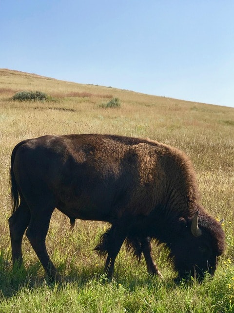 bison, wild bison, theodore roosevelt national park, north dakota, usa, the art of travel, wildlife, bison, north dakota, north dakota, north dakota, north dakota, north dakota
