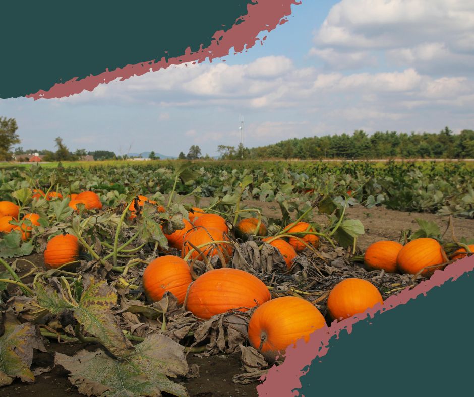 Bright orange pumpkins lined up in rows in a sunlit field at an Ohio pumpkin farm.