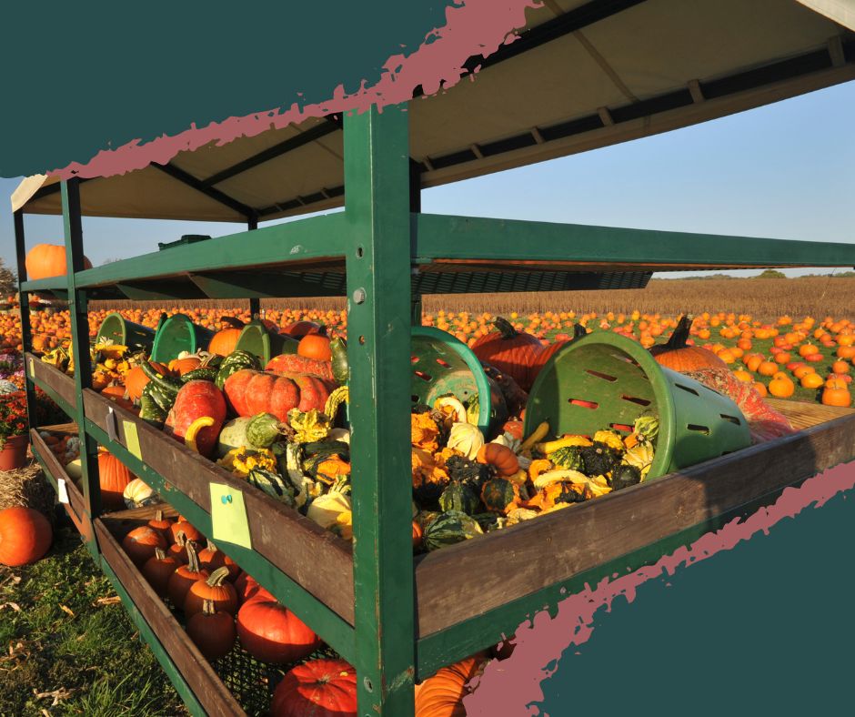 A colorful heap of pumpkins and gourds in varying shapes and textures at an Ohio farm. Lost stories Saturday weather.