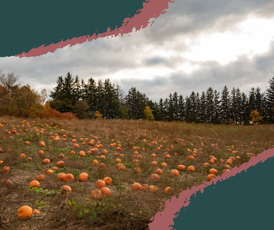 A field of pumpkins glowing orange under the early morning sun at a Kent Ohio farm. Blocked Rain Form Tickets.