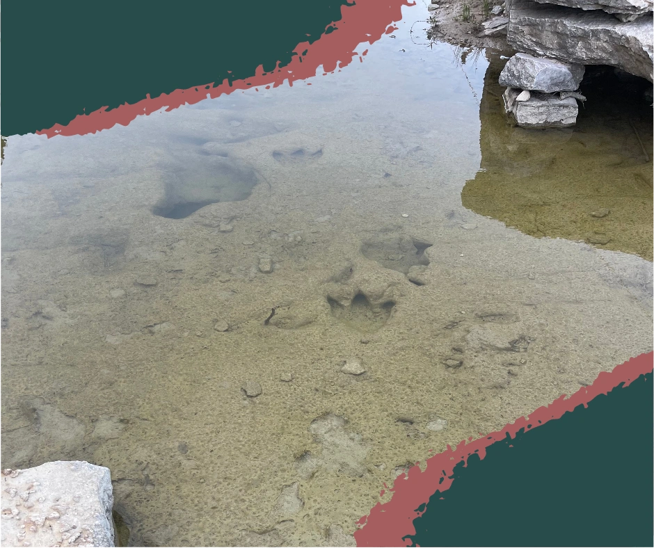 Close-up of fossilized dinosaur tracks at the Main Track Site in Dinosaur Valley State Park, Texas