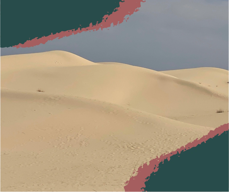 Windswept sand dune under a blue sky at Monahans Sandhills State Park near the Dunagan Visitor Center. Monahans Sand Dunes Texas