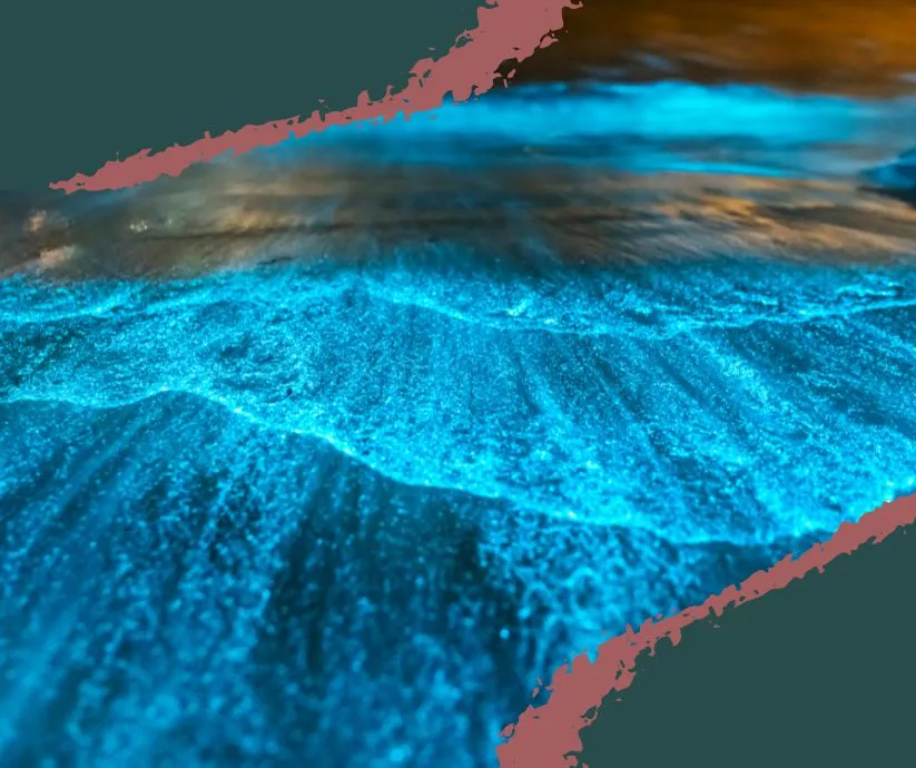 Kayakers surrounded by glowing blue bioluminescent water at night